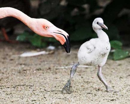 Flamingo Photo