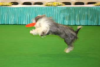 Frisbee - a sport egy kutya