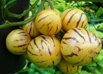 Pepino gyümölcs - pepino termesztés otthon