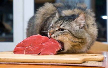 Gyomorhurut macskáknál okoz és a tünetek, a kezelés és a megelőzés, mint az  élelmiszer - murkote körülbelül