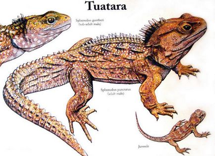 Tuatara (tuatara) - hüllő túlélte a dinoszauruszok, a világ peremén