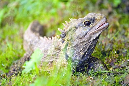 Tuatara (tuatara) - hüllő túlélte a dinoszauruszok, a világ peremén