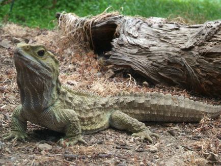 Tuatara (tuatara) - hüllő túlélte a dinoszauruszok, a világ peremén