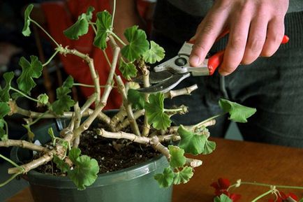 Geranium - vágás a buja virágzás tavasszal otthon, video