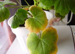 Geranium - száraz levelek - mi a teendő