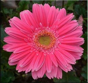 Gerbera (Gerbera)