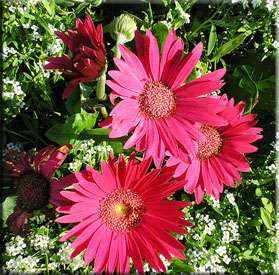 Gerbera (Gerbera)