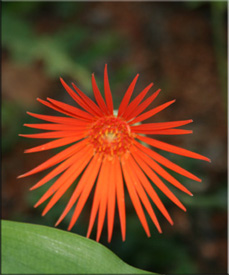 Gerbera (Gerbera)