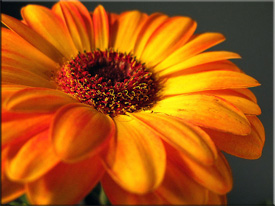 Gerbera (Gerbera)