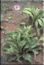 Gerbera (Gerbera)