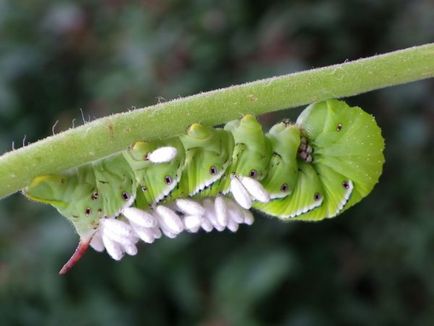 Heterotróf - mutualism, parazitizmus, autotróf élőlények