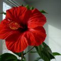 Hibiscus kert gondozása és tenyésztése, fotó és videó