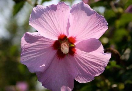 Hibiscus kert gondozása és tenyésztése, fotó és videó
