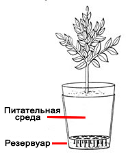 Hydroponics saját kezét - különféle módszerekkel - okok, udvar, kert, villa - telek öntözés (épület portál Moszkva) Hydroponics saját kezét - különféle módszerekkel - okok, udvar, kert, villa - telek öntözés