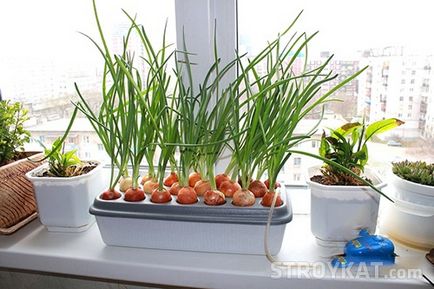 Hydroponics saját kezét - különféle módszerekkel - okok, udvar, kert, villa - telek öntözés a (z) Hydroponics saját kezét - különféle módszerekkel - okok, udvar, kert, villa - telek öntözés