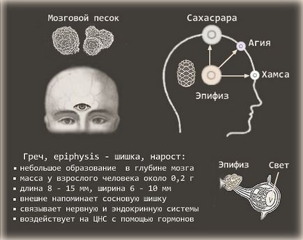 Hormonok a tobozmirigy és funkcióik (humán felnőttkorban) Hormonok a tobozmirigy és a funkcióját