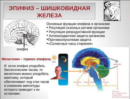 Hormonok a tobozmirigy és annak funkcióját (epiphysis) Hormonok a tobozmirigy és a funkcióját