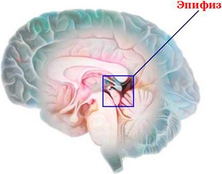 Hormonok a tobozmirigy és funkcióinak a szerepe a melatonin és a szerotonin a szervezetben (hormonok) Hormonok a tobozmirigy és funkcióinak a szerepe a melatonin és a szerotonin a szervezetben