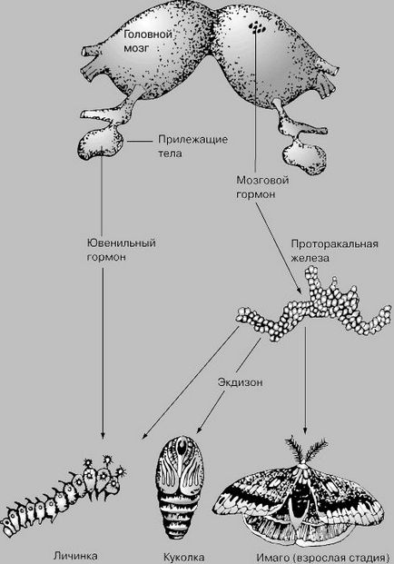 Hormonok - ez (pillangó tsekropievogo selyemhernyó) Hormonok - ez