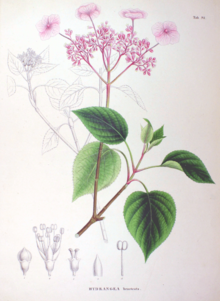 Hortenzia - az (gidrangiya féle növény a nemzetség) Hortenzia - az