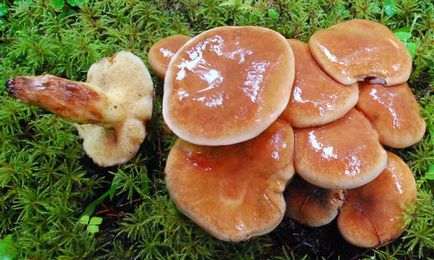 Tinóru gombák - amelyek egyre, fotó, hasznos tulajdonságok
