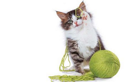 Macska játékok saját kezűleg, házi játékok kiscicák - murkote körülbelül macskák és macskák