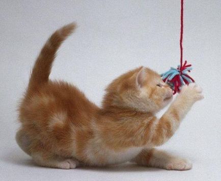 Játékok macskáknak saját kezűleg, hogyan lehet papírt képek és videó