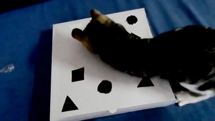 Játékok macskáknak saját kezűleg, hogyan lehet papírt képek és videó