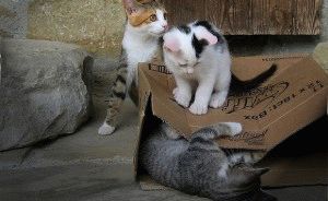 Játékok macskáknak saját kezűleg, a helyszínen „bögre”