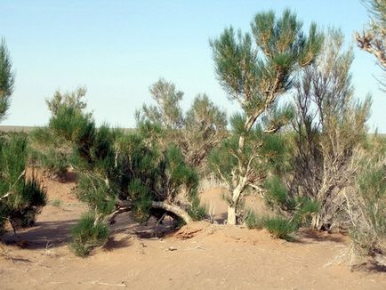 Mi növények nőnek a sivatagban (a nevek és képek)