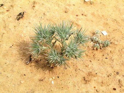 Mi növények nőnek a sivatagban (a nevek és képek)