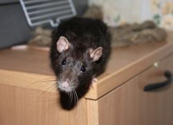 Hogyan lehet megszabadulni a patkányok egy magánházban
