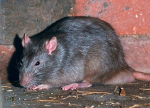 Hogyan lehet megszabadulni a patkányok a saját házában a leghatékonyabb módszerek