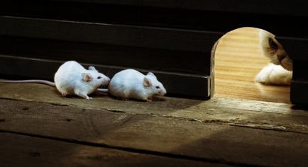 Hogyan lehet megszabadulni az egerek egy magánlakás méreg a patkányok és egerek