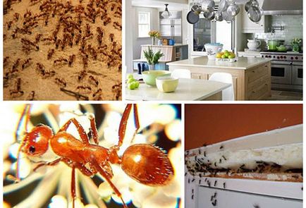 Hogyan lehet megszabadulni a hangyák a lakásban otthon hatékony eszközök