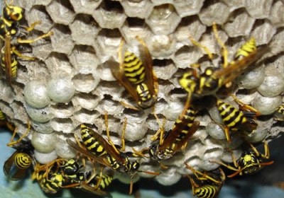 Hogyan lehet megszabadulni a darazsak és a méhek a szomszédos egyszerű módszereket, hogy megvédje a család