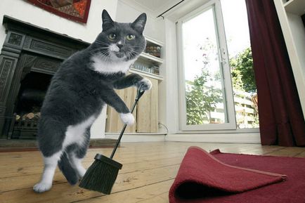 Hogyan lehet megszabadulni a szaga a macska vizelet a házban - mint, hogy egy csúnya szag -, hogyan kell eltávolítani a szag