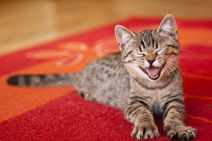 Hogyan lehet megszabadulni a szaga a macska vizelet a házban - mint, hogy egy csúnya szag -, hogyan kell eltávolítani a szag