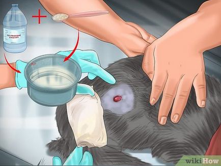Hogyan kell kezelni egy macska, ha megharapott egy kutya