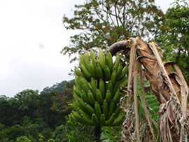 Mivel az oka a növekvő banán banán - egy csodálatos növény!