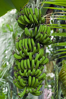 Mivel az oka a növekvő banán banán - egy csodálatos növény!