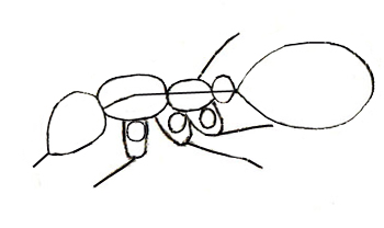 Hogyan kell felhívni hangya rajz hangya szakaszaiban