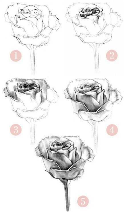 Hogyan kell felhívni a rózsa, rajz a világ