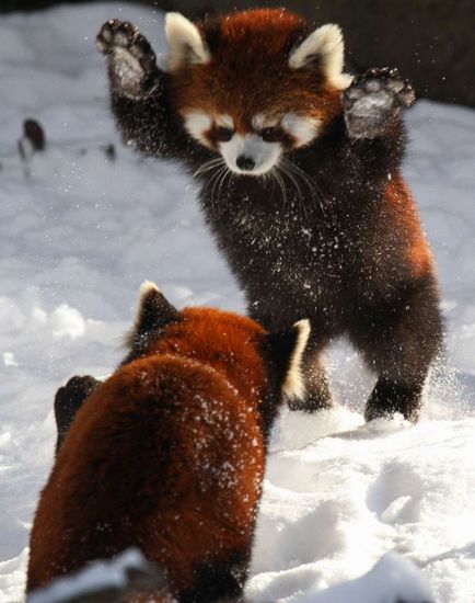 Hogy hívják azt a baba panda