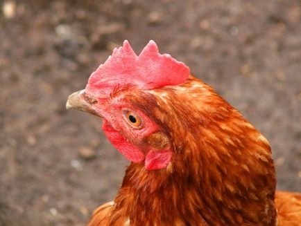 Hogyan állapítható meg, hogy milyen korú a tyúk szóló tippeket, csirke