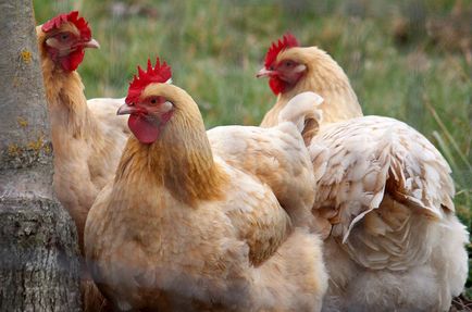 Hogyan állapítható meg, hogy milyen korú a csirke - csirke különbségek életkor