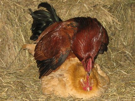 Hogyan állapítható meg, hogy milyen korú a csirke - csirke különbségek életkor