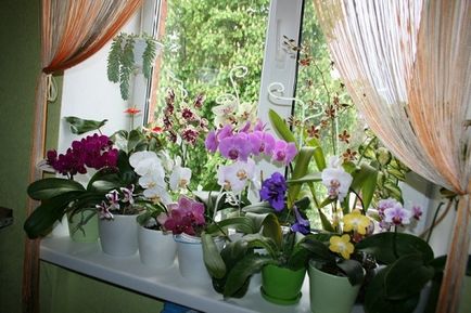 Hogyan transzplantációs folyamat orchideák a szárat tippek