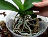 Hogyan transzplantáció Babe orchidea otthon milyen a növény orchideák folyamat, video