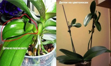 Hogyan transzplantáció Babe orchidea otthon van
